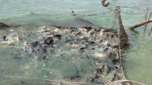 專訪通威農(nóng)發(fā)華西二區(qū)總經(jīng)理彭金鋼 熱水魚早上市搶高價，“搏夏行動”強助攻何在